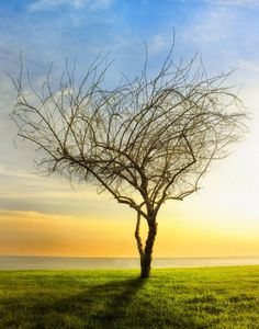 a lone tree stands in the middle of a grassy field at sunset, with the sun behind it