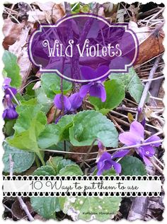 wild violets growing in the woods with text overlay that reads wild violets