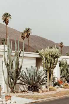 some very pretty cactus plants in front of a house