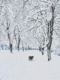 a dog is walking in the snow near some trees