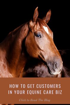 Equine Therapy Business, Equine Bodywork, How To Get Confidence, Canine Anatomy