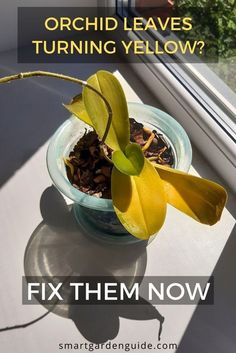 a yellow flower sitting in a blue bowl on top of a window sill with the words, orchid leaves turning yellow? fix them now