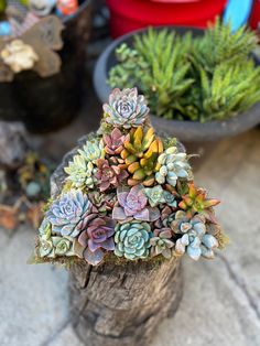 small succulents are growing on top of a tree stump