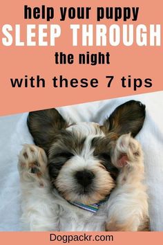 help your puppy sleep through the night with these 7 tips Puppy Schedule, Puppy Essentials, Puppy Tips, Puppy Checklist, Hyper Dog, Crate Training Puppy, Dog Potty Training, Dog Training Treats