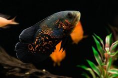 a black and orange fish in an aquarium next to some green plants on a black background