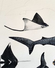 three different types of sea animals are depicted in this watercolor painting on white paper