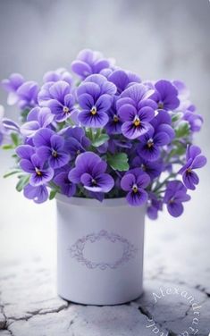 purple flowers are in a white pot on the ground