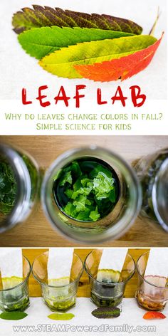 leaf lab is an easy science experiment for kids to learn how to use leaves in their homes