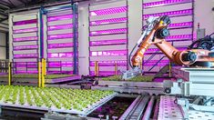 an automated conveyor belt with green lettuce growing in rows