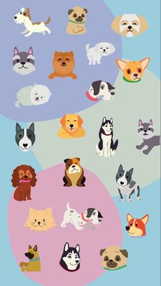 an image of many different dogs on a blue and pink background with the same color scheme