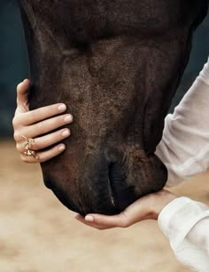 a person is touching the nose of a horse