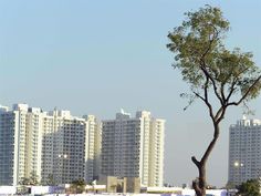 a tree in the middle of a field with tall buildings in the backround