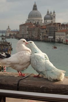 two seagulls are standing on the edge of a pier near water and buildings