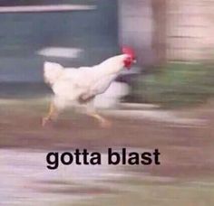 a white chicken walking across a field next to a blue building with the words gotta blast written on it