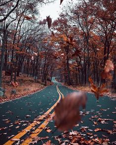 an empty road surrounded by leaf covered trees and fallen leaves in the foreground, with falling leaves on the ground