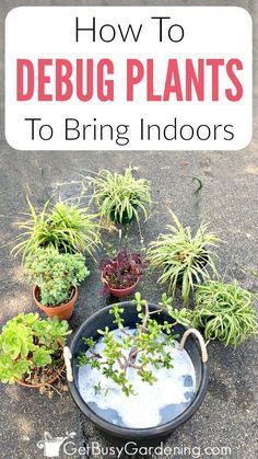 how to debug plants to bring indoor air into the house and garden area