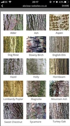 the tree bark color chart is shown in this screenshote screen shot, which shows different