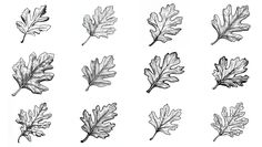 the different leaves are drawn in black and white