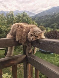 a cat is sitting on top of a wooden fence looking down at the grass and mountains