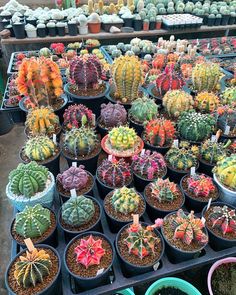 many different kinds of cacti in pots