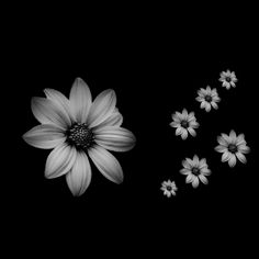 black and white photograph of flowers with petals