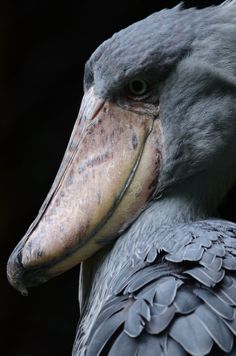 a close up of a bird with a very large beak