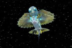 a blue and yellow fish flying through the air with its wings spread out, in front of black background