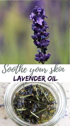 Learn to create infused oil with lavender for skin care. This refreshing and relaxing lavender oil, made from dried lavender, offers amazing benefits for your skin. Perfect for DIY skin care routines. Find more herbalism recipes, DIY skin care, and healing plants at simplybeyondherbs.com. Lavender Ideas, Lavender Recipes, Diy Essential Oil Recipes, Making Essential Oils