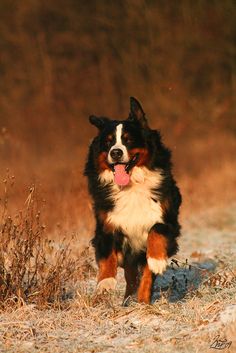 a dog running in the grass with its tongue out