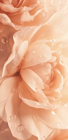 two pink flowers with drops of water on them and the petals are in soft focus