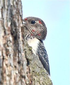 a bird perched on the side of a tree