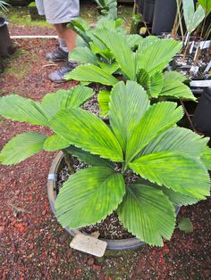 a large green plant in a pot on the ground