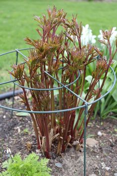 the plants are growing in the garden by the fence