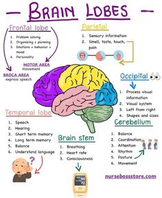 Brain Anatomy And Function, Brain Lobes, Nervous System Anatomy, Ap Psychology, Nursing School Essential, Nursing School Motivation