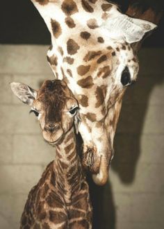 two giraffes are standing next to each other