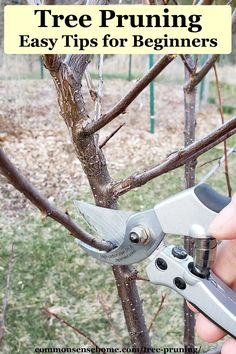 someone is pruning an apple tree with the words, free pruning easy tips for beginners