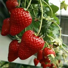 several strawberries hanging from a plant in a greenhouse