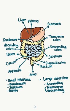 the anatomy of an animal's stomach and its major functions, including livers