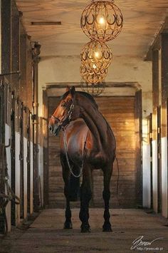 a brown horse standing in an enclosed area under a chandelier with lights hanging from it's ceiling