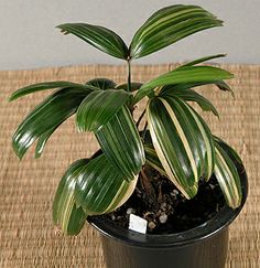 a potted plant sitting on top of a table