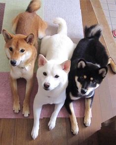 three dogs are standing next to each other on the floor