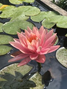 a pink water lily floating on top of green leaves