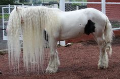 a white and black horse with long manes standing in dirt area next to fence