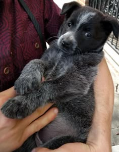 a person holding a small dog in their arms