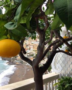 an orange hanging from a tree next to the ocean and beach with houses in the background