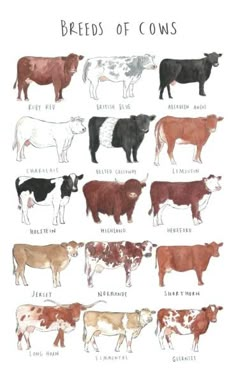 the breeds of cows are shown in this drawing, and they have different colors on them