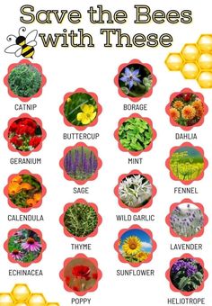 a poster with different types of flowers and bees