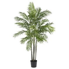 a palm tree in a black pot on a white background