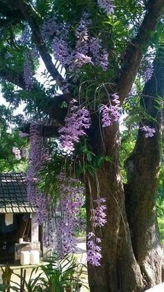 purple flowers growing on the side of a tree in front of a building with a gazebo