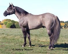 a gray horse standing on top of a lush green field